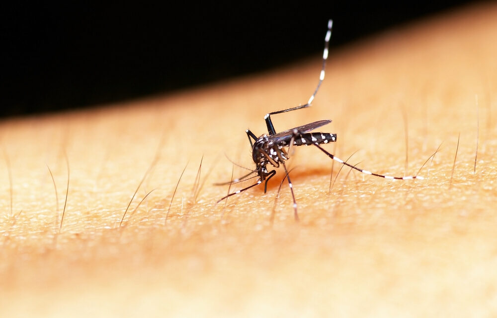 22% de casos de dengue en GTO, de alarma o graves; hay 2 niños hospitalizados