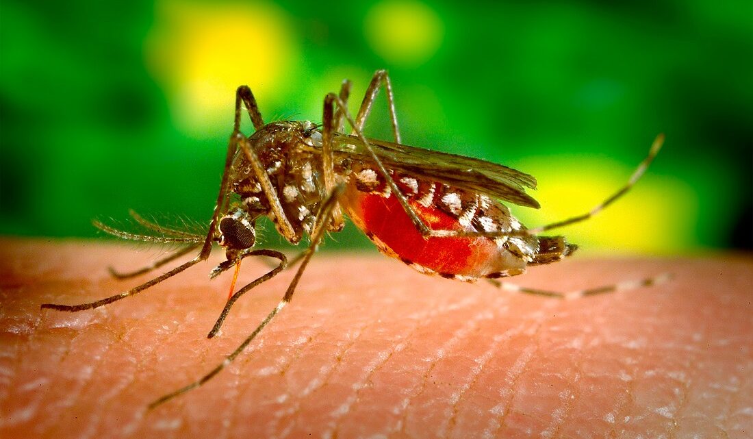 Nebulizará SSG mil 680 hectáreas contra el mosco del dengue en Irapuato