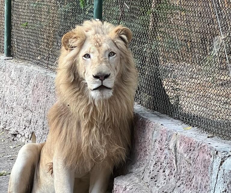 Akin, el león blanco del ZooIra, festejará su cuarto cumpleaños éste 18 de enero