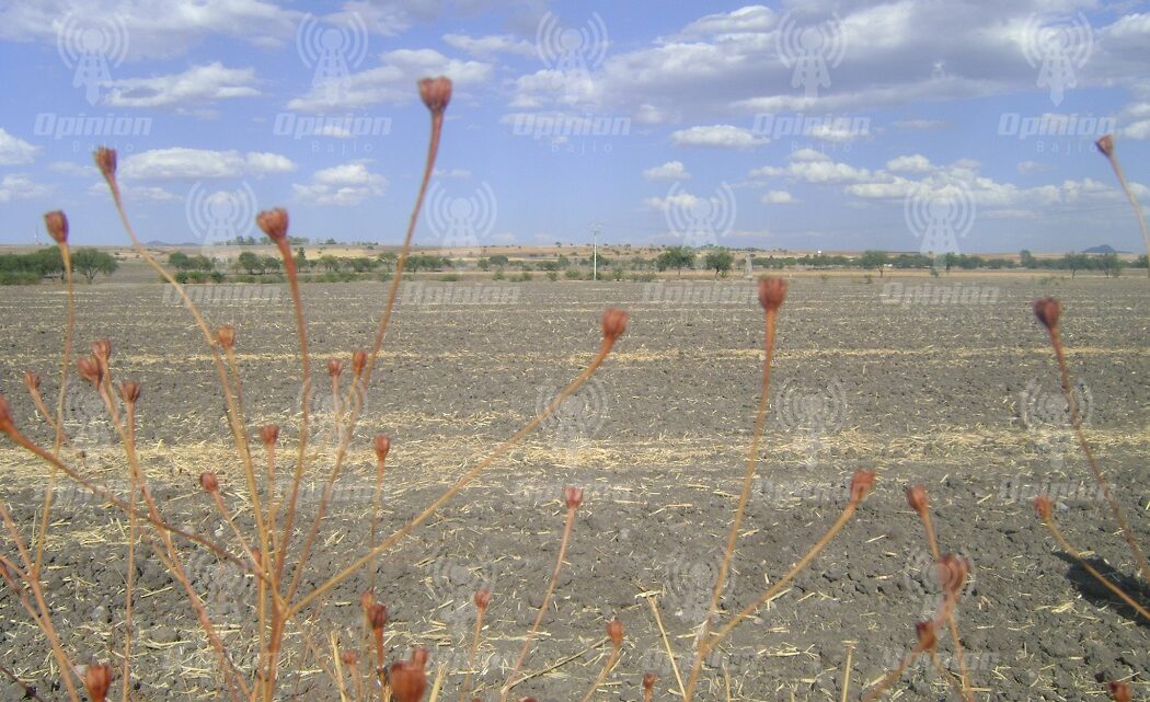 Por sequía, dejarán de sembrar 15 mil hectáreas de trigo en Irapuato: CNC
