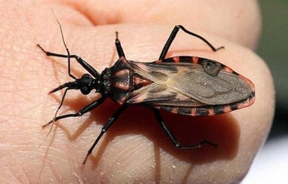 Alerta SSG por casos de enfermedad Chagas, transmitida por chinches