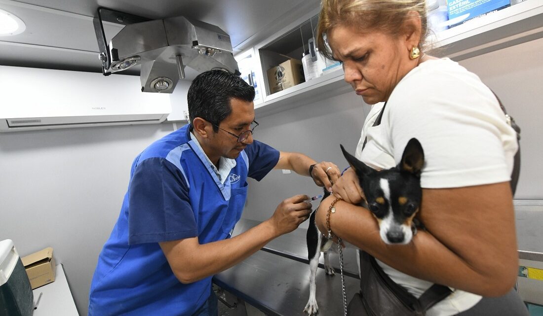 Este 9 de mayo, habrá esterilización gratuita de mascotas