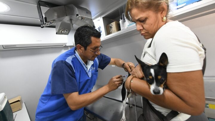 Este 9 de mayo, habrá esterilización gratuita de mascotas