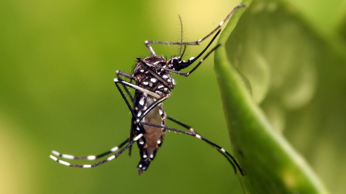 Confirman que muerte de niño de Irapuato SI fue por dengue; es la primera… oficialmente