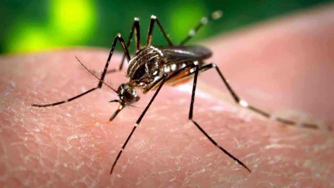 Alerta: investigan otra muerte de niño por dengue; sería la segunda en Irapuato