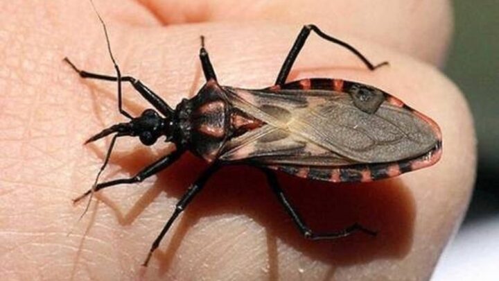 Alerta SSG por casos de enfermedad Chagas, transmitida por chinches