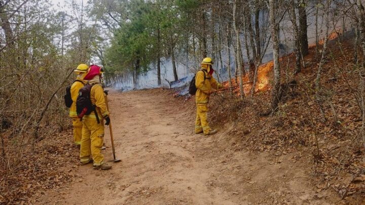 Se quemaron 849 hectáreas en incendio forestal