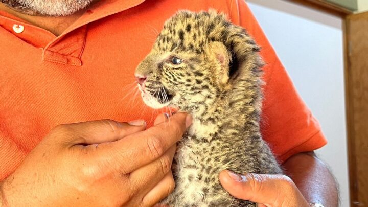 Nace leopardo africano en el ZooIra